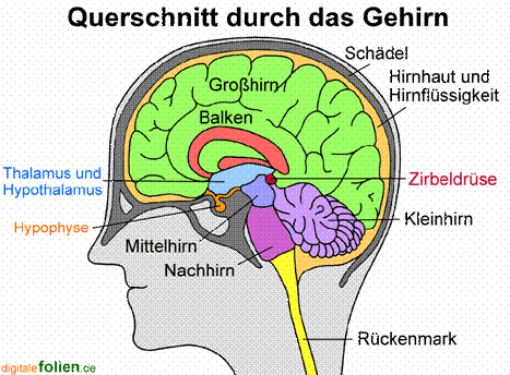 Der Aufbau Des Gehirns - Pregnant Center Informations